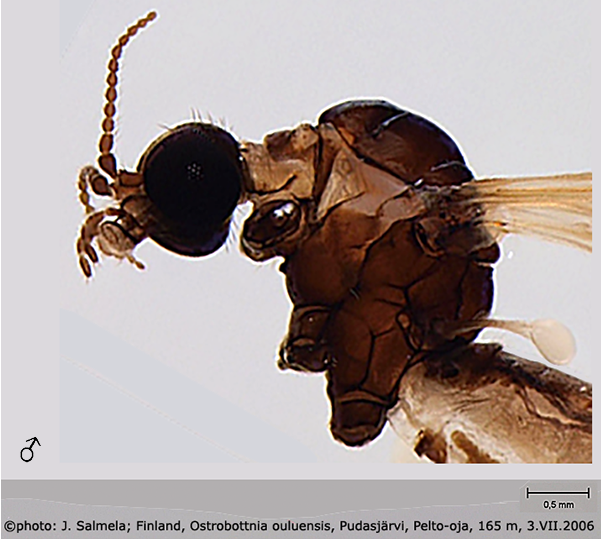 body part(s) - head and thorax