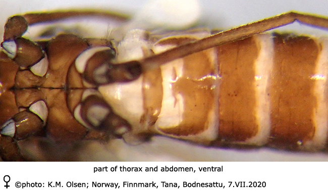 body part(s) - thorax