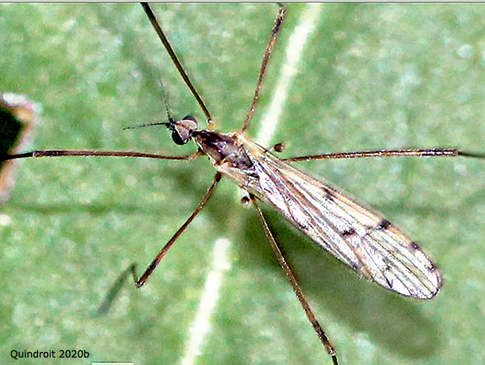 habitus - male