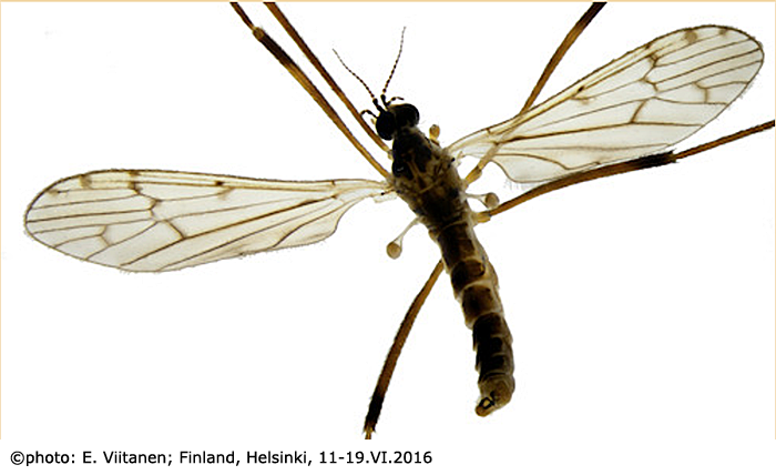 habitus - male