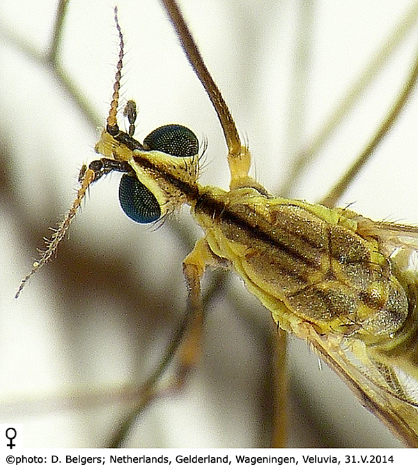 body part(s) - head and thorax