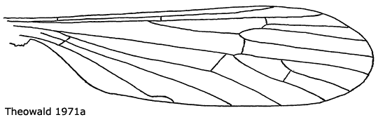 wing
