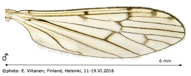 wing