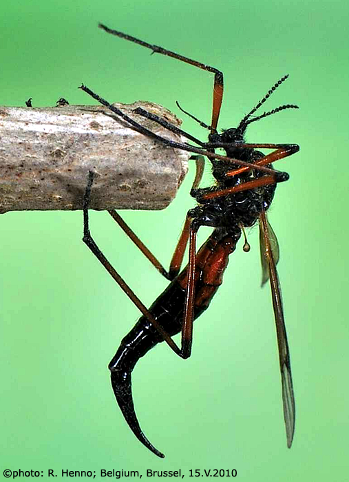 habitus - female