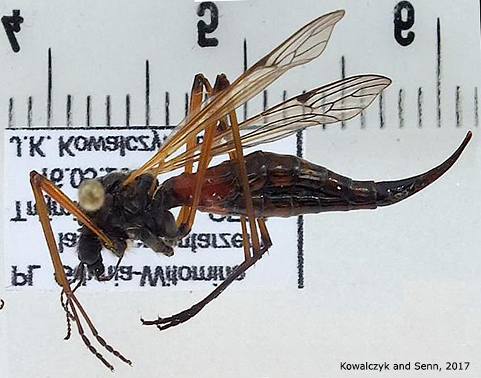 habitus - female