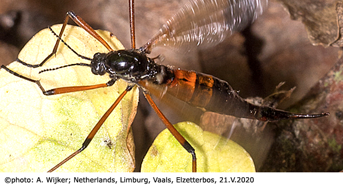 habitus - female