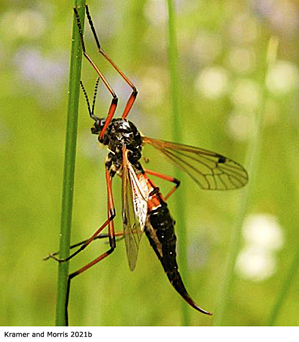 habitus - female