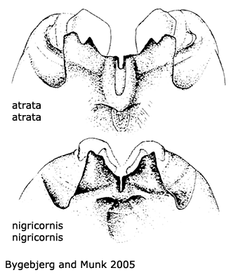 hypopygium