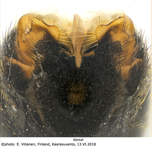 hypopygium