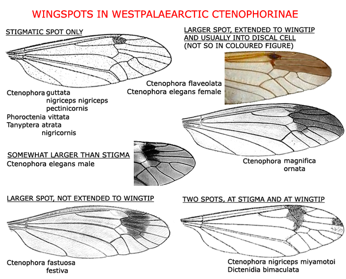 wing