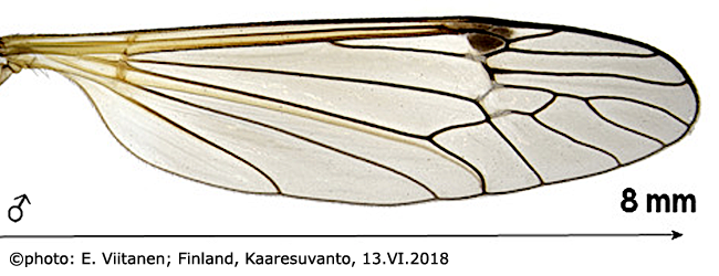 wing