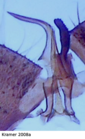 hypopygium