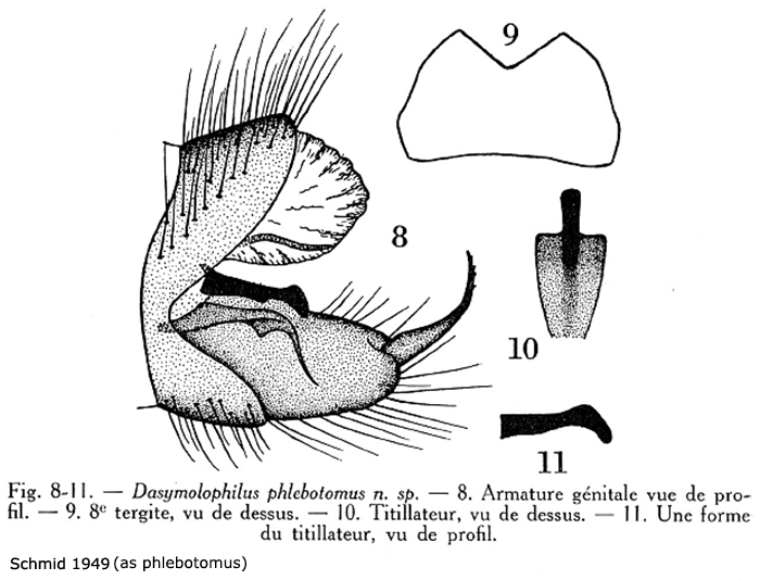 hypopygium