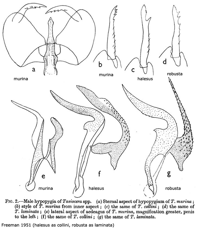 hypopygium