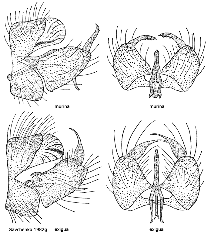 hypopygium