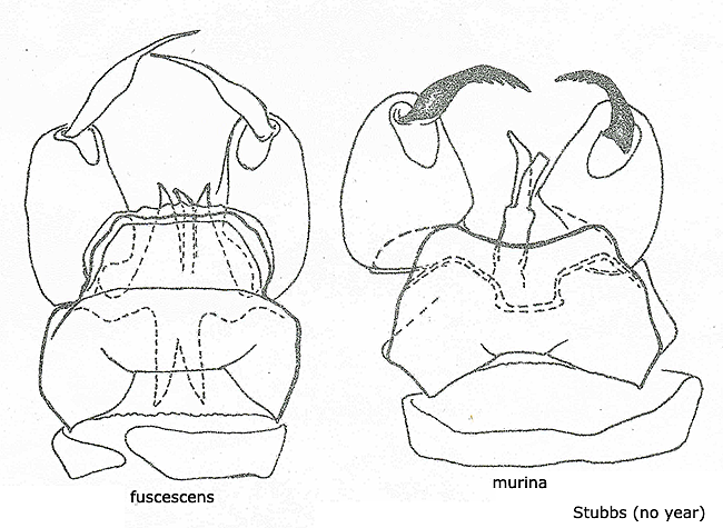hypopygium