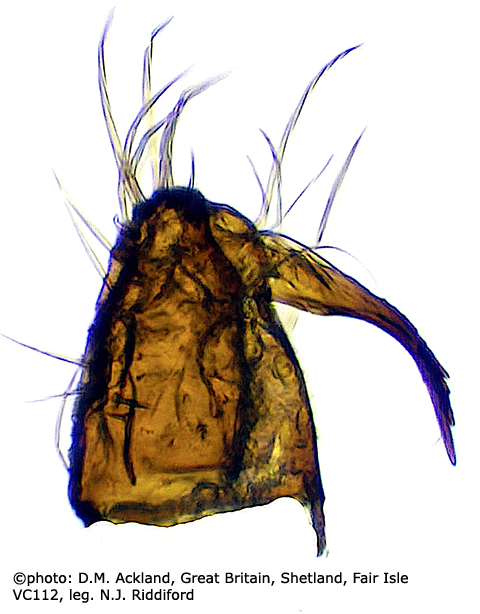 hypopygium