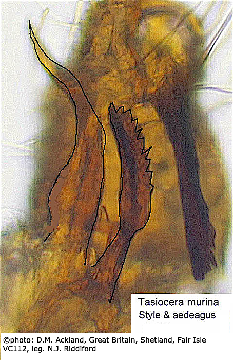 hypopygium