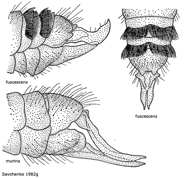 ovipositor