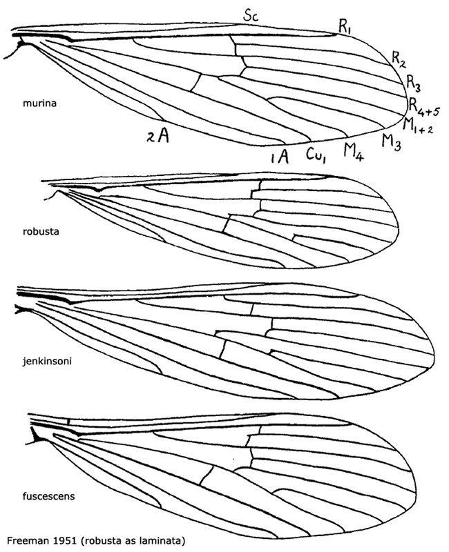 wing