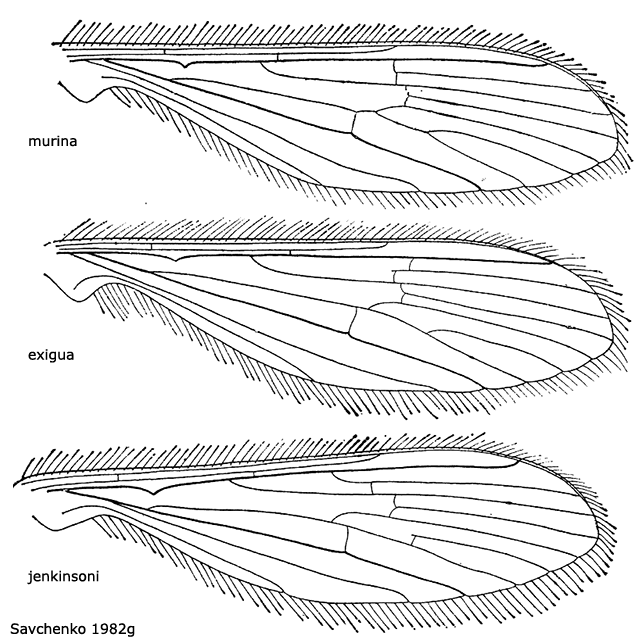 wing
