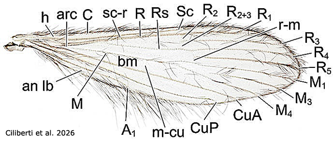 wing