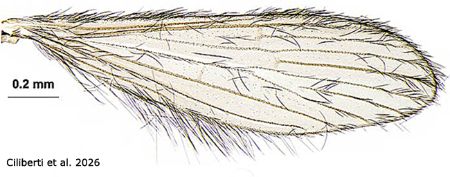 wing