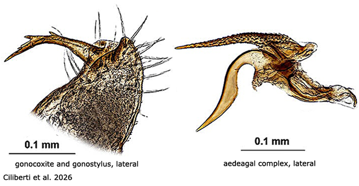 hypopygium