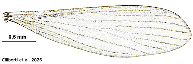 wing