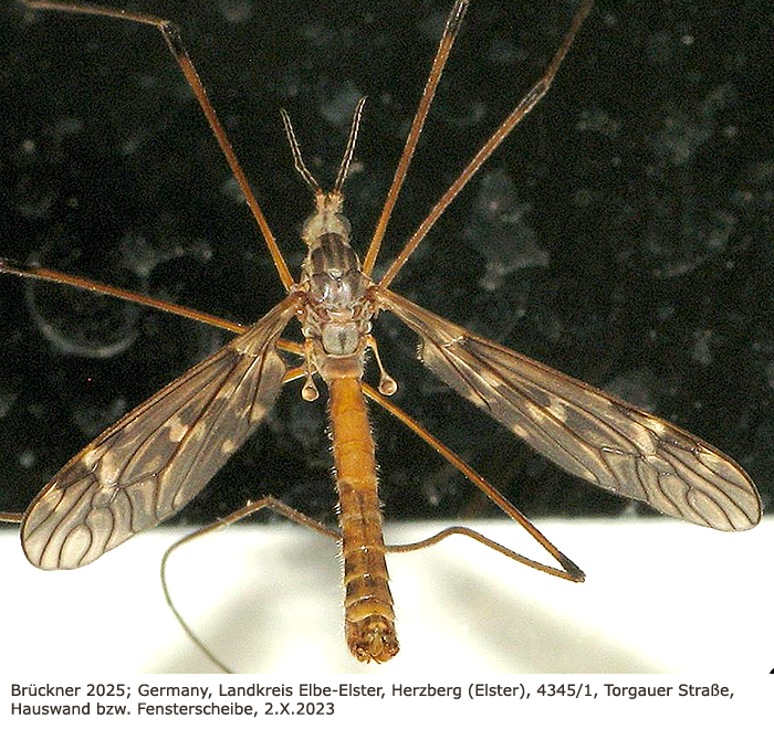 habitus - male