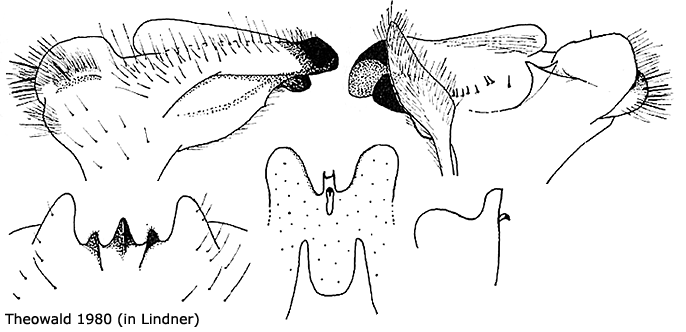 hypopygium