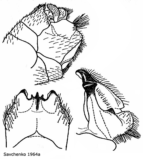 hypopygium