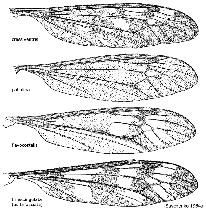 wing