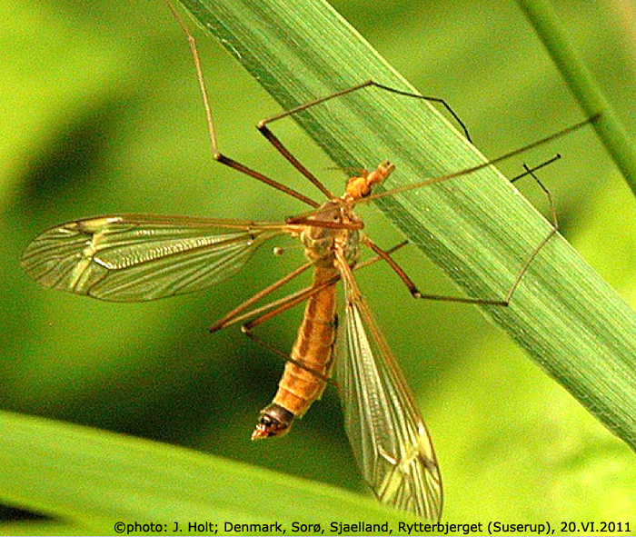 habitus - female