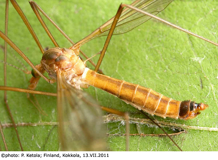 habitus - female