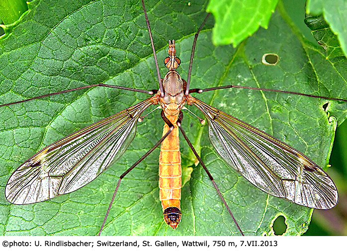 habitus - female