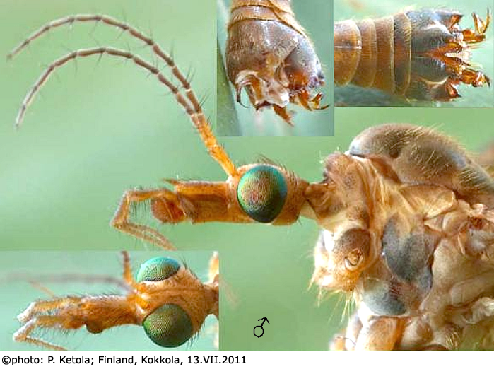 body part(s) - head and thorax