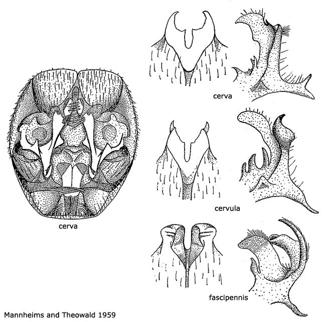 hypopygium