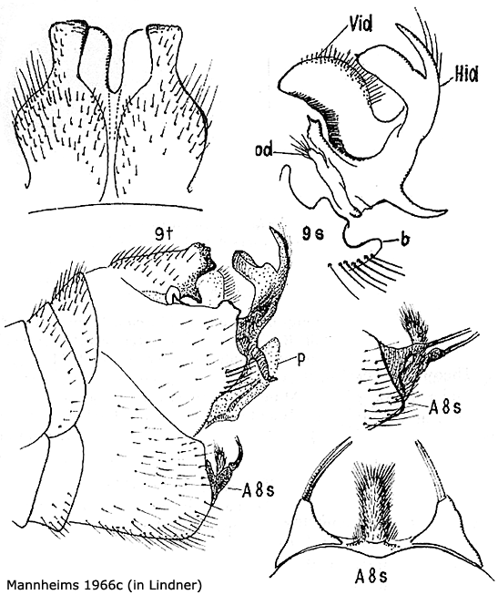 hypopygium