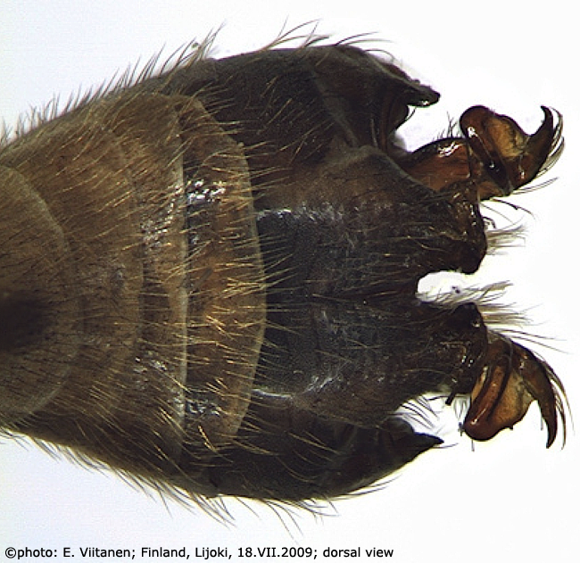 hypopygium