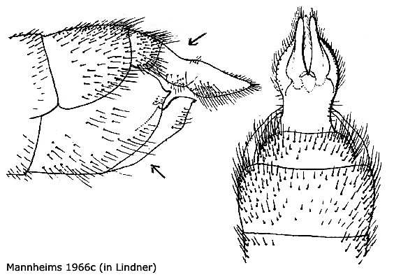 ovipositor