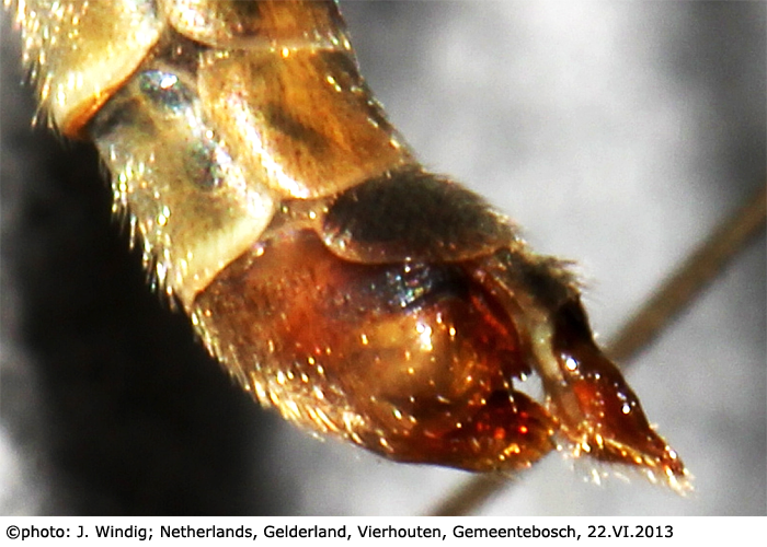 ovipositor