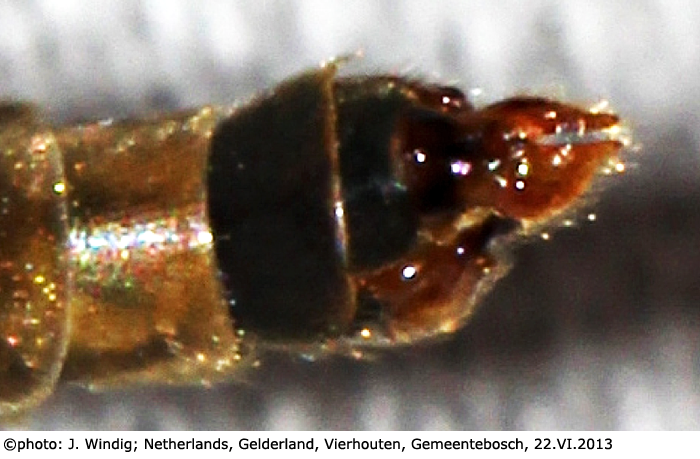 ovipositor