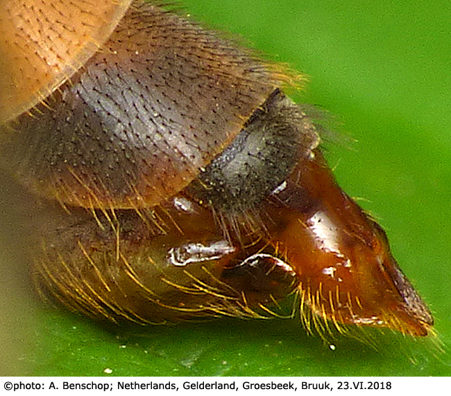 ovipositor