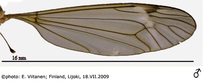 wing