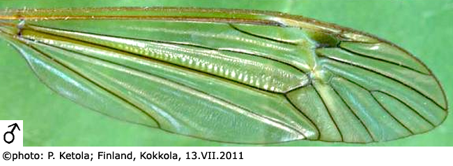 wing