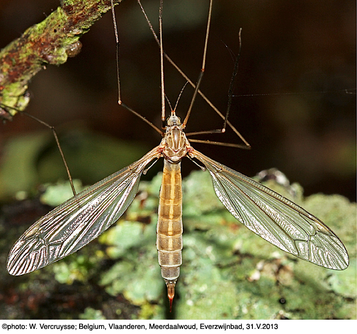 habitus - female