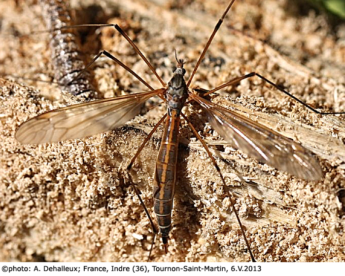 habitus - female