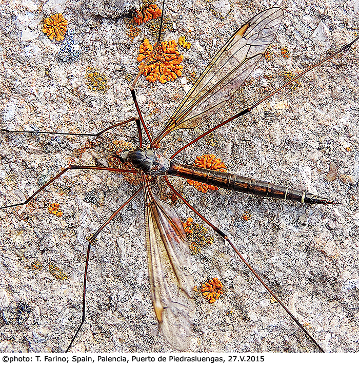 habitus - female