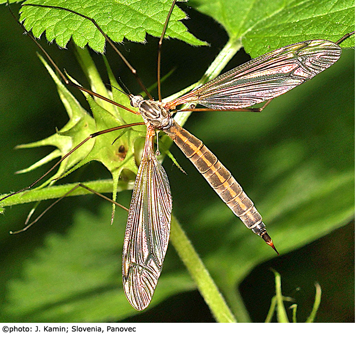 habitus - female